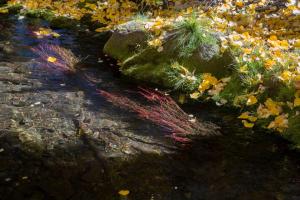 fall in the desert area